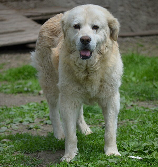 BOSKO (♂) - RBB 08/24 – Bild 4