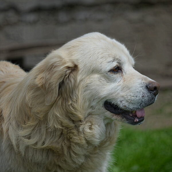 BOSKO (♂) - RBB 08/24 – Bild 5