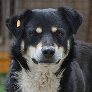 BAXTER (♂)