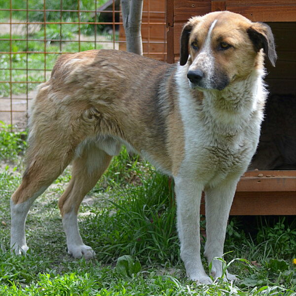 BARNEY (♂) - seit 2022 im Shelter – Bild 20