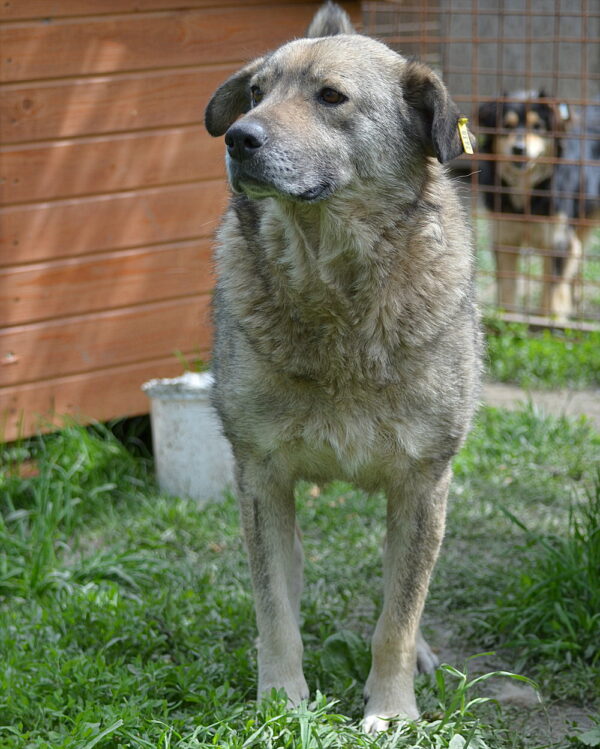 JOHANNA (♀) - vermittelt LS – Bild 11