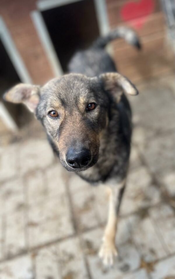 DUNCAN (♂) – Bild 12