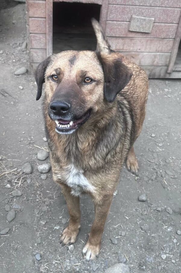 CHICO (♂) - seit 2022 im Shelter - ausgereist zur Tierhilfe Lebenswert DR 14.06.25 – Bild 15