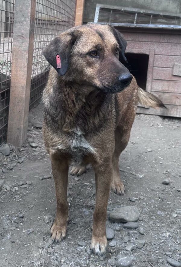 CHICO (♂) - seit 2022 im Shelter - ausgereist zur Tierhilfe Lebenswert DR 14.06.25 – Bild 14