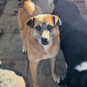 HERBIE - seit mindestens 2019 im Shelter