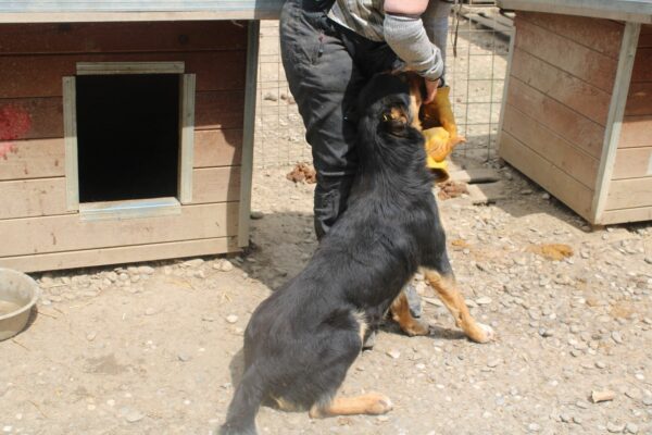 FELIX - deformierte Ohren und Nase - reserviert TH Burgdorf vermittelt – Bild 8