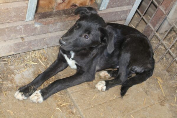 TAMO - vermittelt Betty – Bild 6