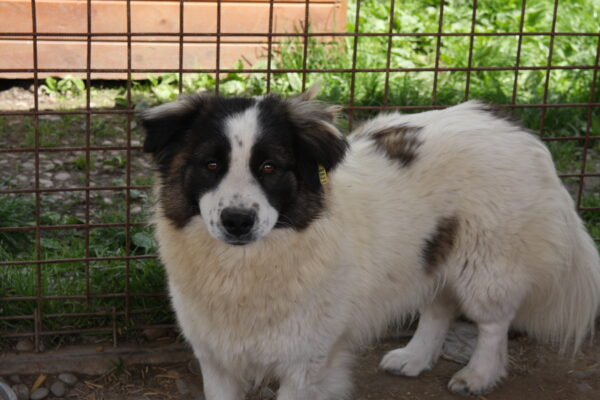 MYLO (♂) - reserviert Tierhilfe Lebenswert DR - vermittelt – Bild 8