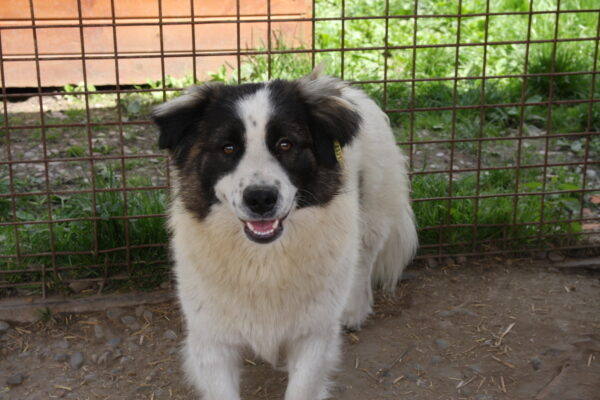 MYLO (♂) - reserviert Tierhilfe Lebenswert DR - vermittelt – Bild 11