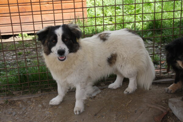 MYLO (♂) - reserviert Tierhilfe Lebenswert DR - vermittelt – Bild 9
