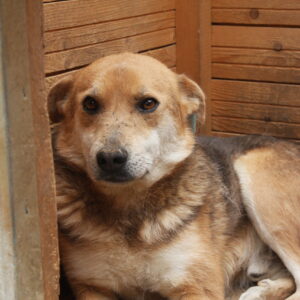 TJORBEN - reserviert TST Rösrath 13.09 vermittelt