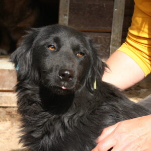 MALINA - reserviert TST Rösrath vermittelt