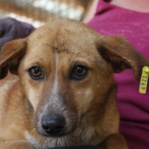 HILDEGARD - reserviert TST Rösrath vermittelt