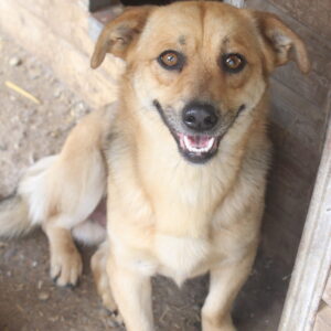 BROWNIE - RBB 12/2022