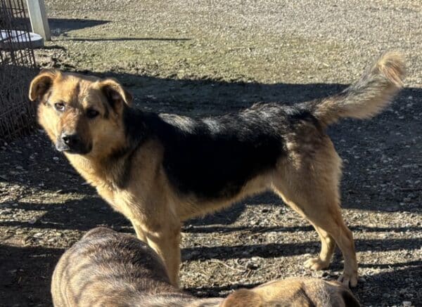 TIAGO (♂) – Bild 3