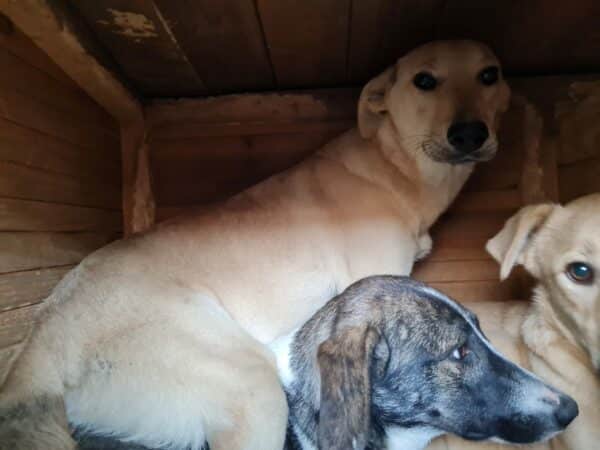 ENIE (♀) – Bild 13