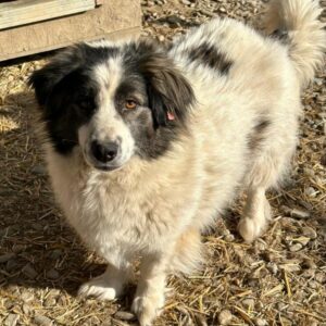 MYLO (♂) - reserviert Tierhilfe Lebenswert DR - vermittelt