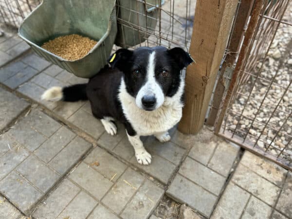 HAKIM (♂) - ausgereist zu Tiere in Not Odenwald e.V. (PM) – Bild 7