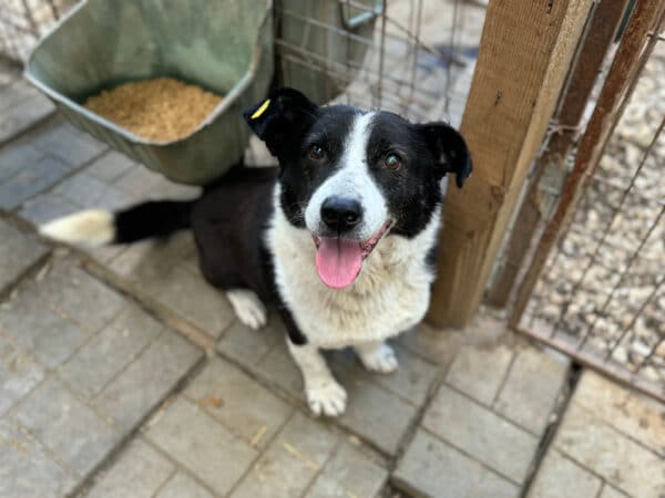 HAKIM (♂) - ausgereist zu Tiere in Not Odenwald e.V. (PM) – Bild 21