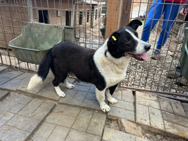 HAKIM (♂) - ausgereist zu Tiere in Not Odenwald e.V. (PM) – Bild 8