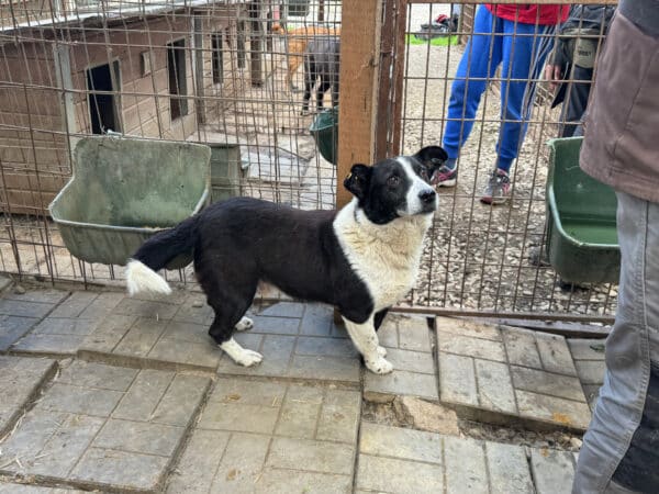 HAKIM (♂) - ausgereist zu Tiere in Not Odenwald e.V. (PM) – Bild 19