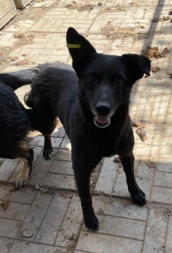 KALIA (♂) – Bild 4