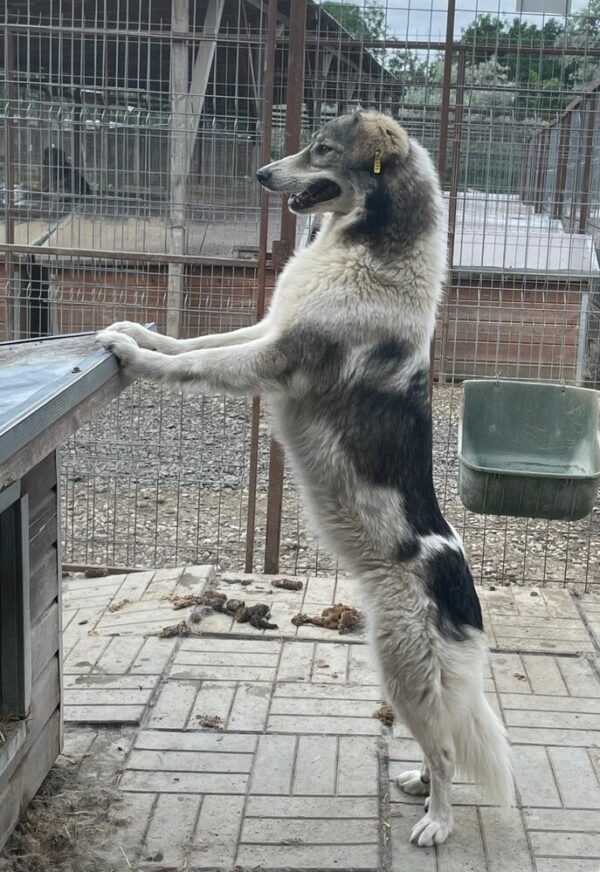 LUZZIE (♀) – Bild 22