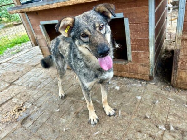 DUNCAN (♂) – Bild 5