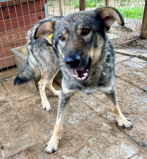 DUNCAN (♂) – Bild 6