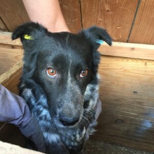 CELIA - reserviert TST Rösrath vermittelt