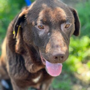 GEORDIE - medizin. Notfall - PDR Gnadenplatzhund ausgereist  RBB 11/24
