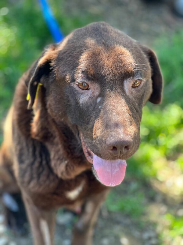 GEORDIE - medizin. Notfall - PDR Gnadenplatzhund ausgereist  RBB 11/24