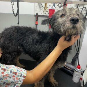 BERNA - auf Pflegestelle in PLZ 4 *vermittelt*