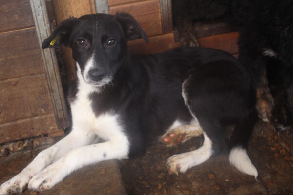 NESSY (♀) – Bild 9