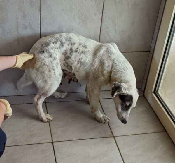 JULIEH - reserviert LS vermittelt – Bild 8
