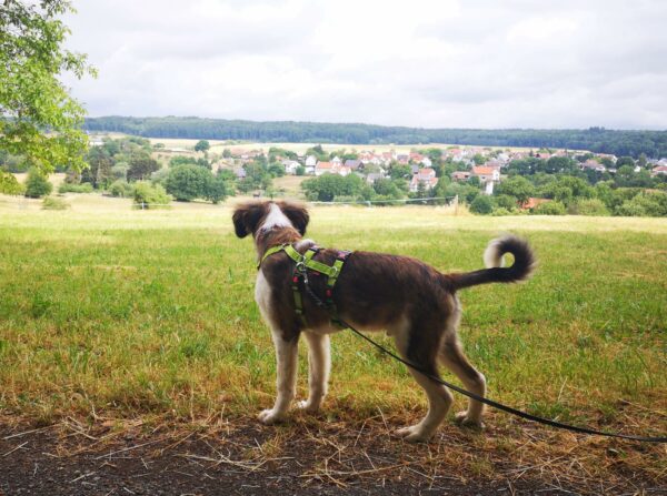 Chaco in 39418 Staßfurt – Bild 7