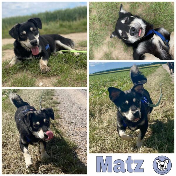 Matz in 53909 Zülpich *vermittelt*