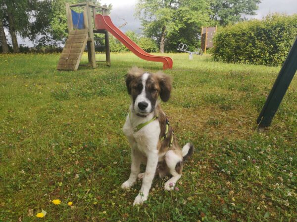 Chaco in 39418 Staßfurt – Bild 5