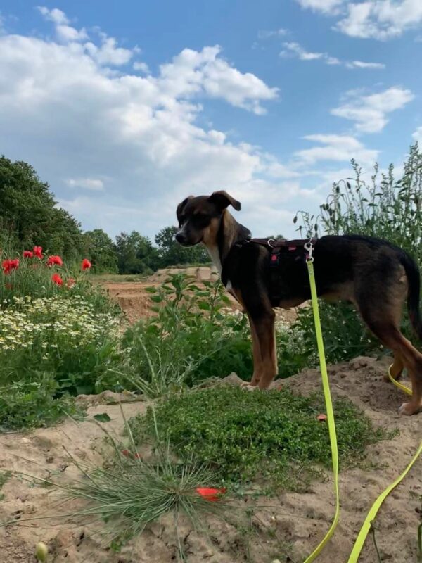 Ando in 50189 Elsdorf *vermittelt* – Bild 4