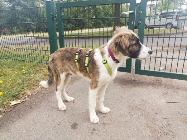 Chaco in 39418 Staßfurt – Bild 8