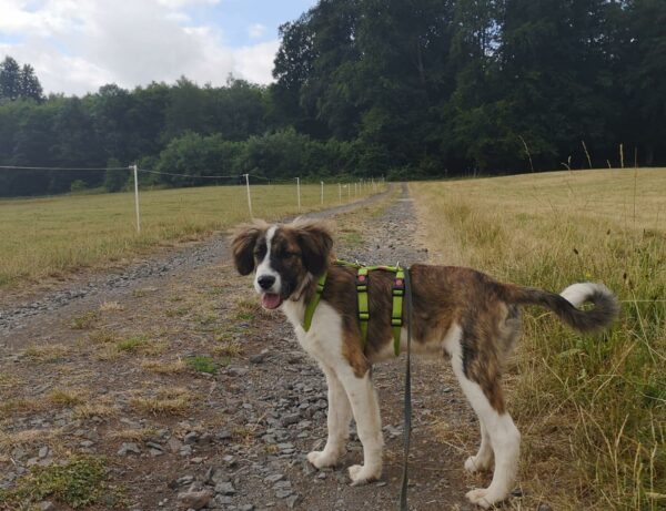 Chaco in 39418 Staßfurt – Bild 2