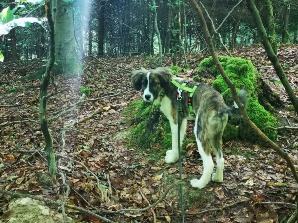 Chaco in 39418 Staßfurt – Bild 6