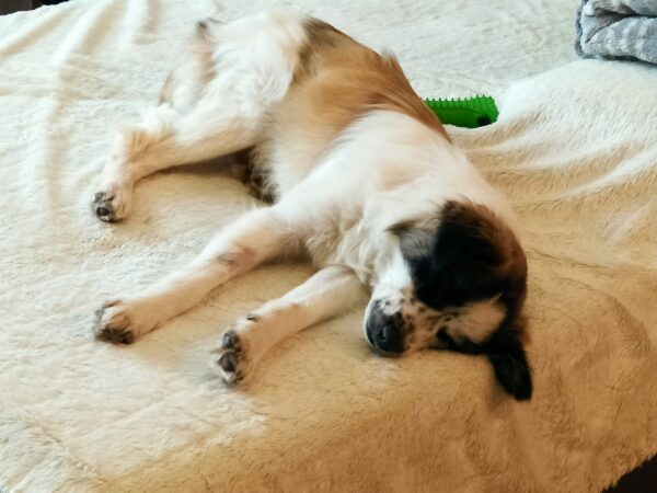 Jacky in 85077 Manching *vermittelt* – Bild 3