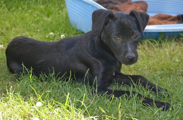 Kiba in 18311 Ribnitz Damgarten *vermittelt* – Bild 9
