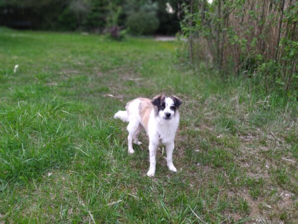 Jacky in 85077 Manching *vermittelt* – Bild 6