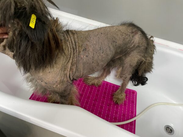 BERNA - auf Pflegestelle in PLZ 4 *vermittelt* – Bild 5