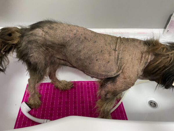 BERNA - auf Pflegestelle in PLZ 4 *vermittelt* – Bild 6