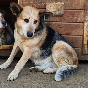 KAJALA (♀)