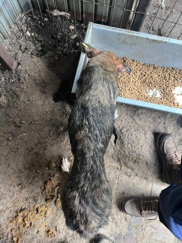 DEVIS (♂) - ausgereist zur Tierhilfe Lebenswert – Bild 3