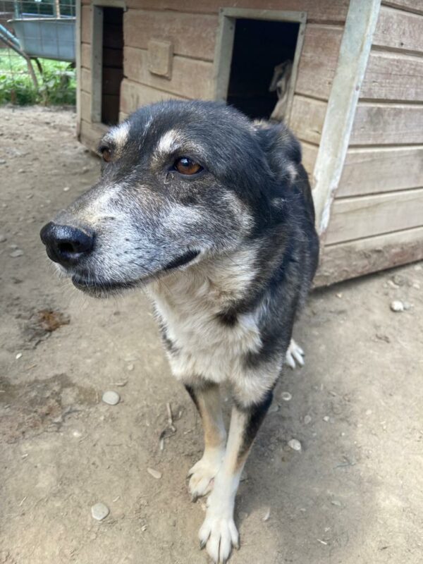LIJANA - reserviert Tierhilfe Lebenswert DR (11.08.) - vermittelt